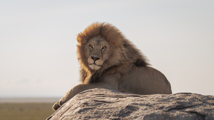Detail of a wild male lion lying on top of a rock in Africa.