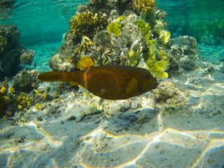 Coral fish and coral reef near Jaz Maraya, Coraya bay, Marsa Alam, Egypt