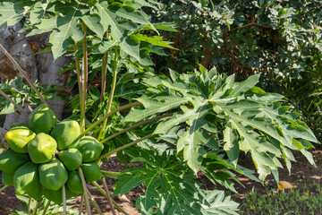 Healthy looking papaya tree, also known as carica papaya, with large palmate leaves and an abundant...