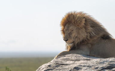Detail of a wild male lion lying on top of a rock in Africa.