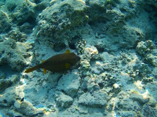 Coral fish and coral reef near Jaz Maraya, Coraya bay, Marsa Alam, Egypt