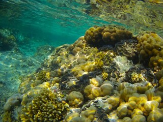 Naklejka na ściany i meble Coral fish and coral reef - Jaz Maraya, Coraya bay, Marsa Alam, Egypt