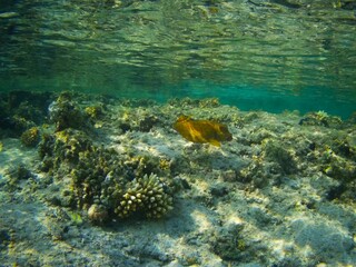 Fototapeta premium Coral fish and coral reef - Jaz Maraya, Coraya bay, Marsa Alam, Egypt