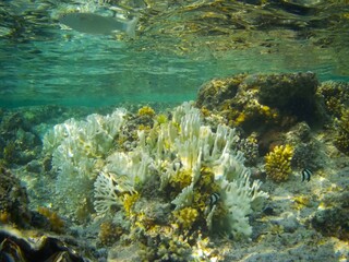 Naklejka na ściany i meble Coral fish and coral reef - Jaz Maraya, Coraya bay, Marsa Alam, Egypt