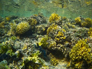 Fototapeta na wymiar Coral fish and coral reef near Jaz Maraya, Coraya bay, Marsa Alam, Egypt