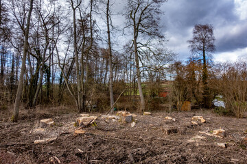 Frisch abgeholztes Waldstück