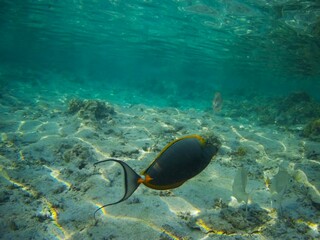 Coral fish and coral reef - Jaz Maraya, Coraya bay, Marsa Alam, Egypt