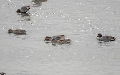 Green Winged Teal