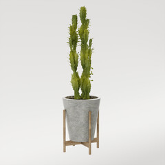 3D render cactus in a pot with white background