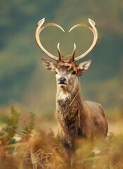 Red deer stag with heart shaped antlers