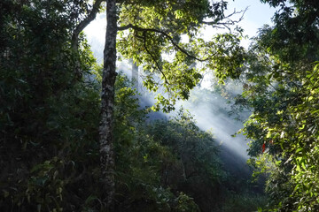 Wildfires devour forests that are left with smoke.