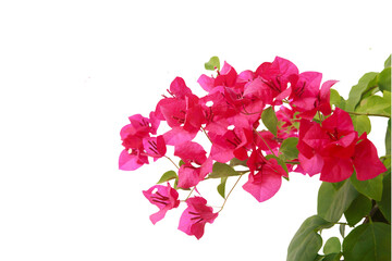 bougainvilleas isolated on white background. 