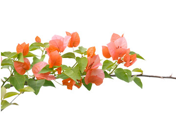 bougainvilleas isolated on white background.  - 575632836