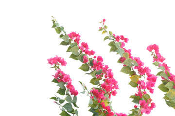 Fototapeta premium bougainvilleas isolated on white background. 
