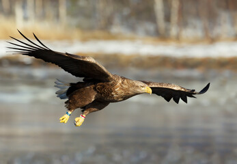Close up of a White-tailed sea Eagle in flight