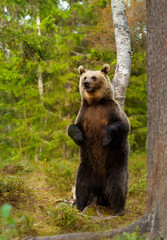 Obraz na płótnie Canvas Eurasian brown bear standing on hind legs in a forest
