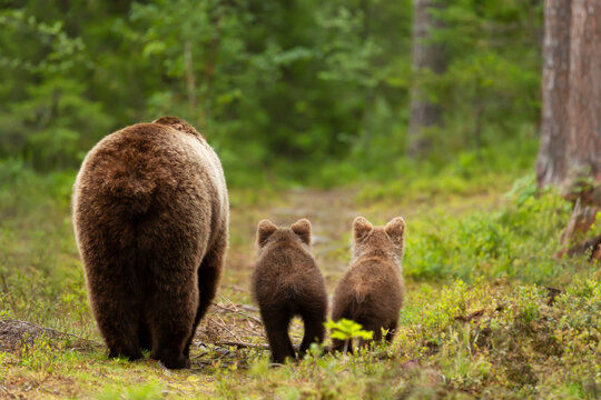 Fototapeta Mama bear with her cubs heading back to a forest