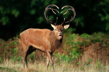 Red deer stag with heart shaped antlers