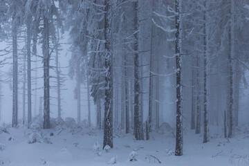 Frozen forest landscape scenery in Silesia southern Poland