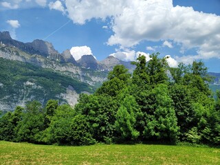 Bilder aus der Natur. Pflanzen und Fauna.