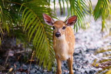 Key Deer in Big Pine Key, Florida Keys