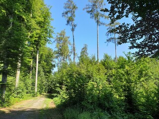 Wald Spaziergang – Natur geniessen - Grüne Bäume - Naturschutz - Viele Bäume
