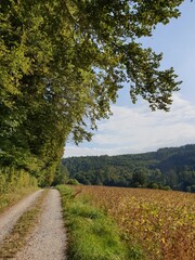 Naklejka premium Bilder aus der Natur. Pflanzen und Fauna.