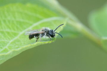 Fototapeta premium Closeup on a small male mining bee, Andrena , sitting on a green leaf