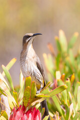 Cape Sugarbird (Promerops cafer) perched on a protea bush, Western Cape, South Africa. This nird is endemic to the Fynbos biome