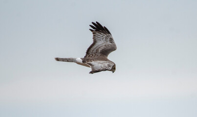 Northern Harrier