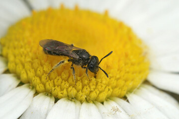 Closeup on a small furrow bee, Lasioglossum, sitting on a common daisy, Bellis perennis flower