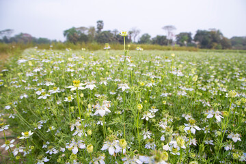 Fototapeta premium Blooming White Nigella sativa flowers in the field with blue sky. Natural Landscape view