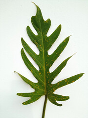 Single leaf of philodendron green colour isolated on white wall background for design or decoration advertising product, tropical plant, flat lay, beautiful nature of thaumatophyllum xanadu leaves