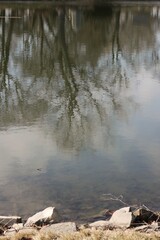 Fototapeta na wymiar reflections in the water