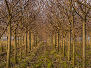 Rows of trees in a orchard 