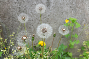  showcases the delicate fluff of a dandelion against the rough texture of asphalt. 