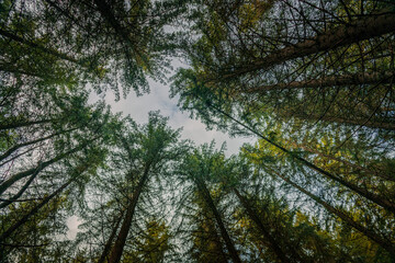 Looking up in a forest in the Carpathian Mountains