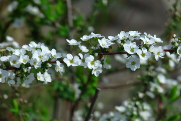 枝が曲線を描く