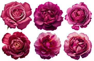 Assorted pink roses on transparent PNG background. Flatlay top view of rose flowers. Floral graphic resources. Created with Generative AI. - obrazy, fototapety, plakaty