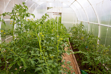 Greenhouse with flowering tomato plants. The concept of healthy organic nutrition and agriculture. Organic farming