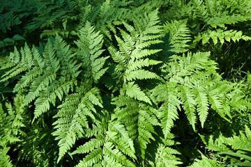 Fototapeta premium Lush green ferns thriving in a dense forest during a sunny summer afternoon. 