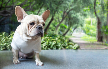 adorable cute french bulldog puppy dog on green park to waiting for friend