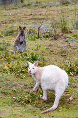 Albino Bennett's wallaby on Bruny Island Tasmania