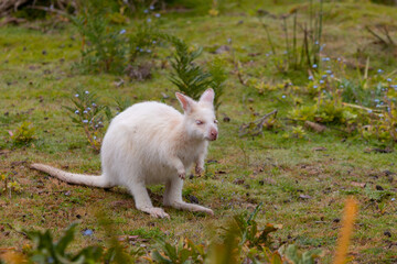 Albino Bennett's wallaby on Bruny Island Tasmania