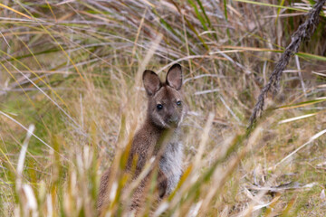 wild bush wallaby looking at camera