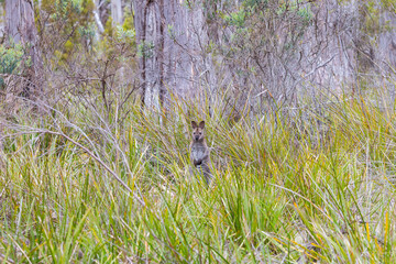 Bennett's wallaby on Bruny Island Tasmania