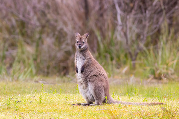 Bennett's wallaby on Bruny Island Tasmania
