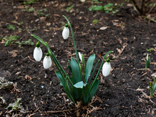 Early spring flowers emerged from the ground, young white snowdrops.