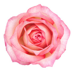 Top view of Beautiful pink Rose Flower isolated on white background. Studio Shot.
