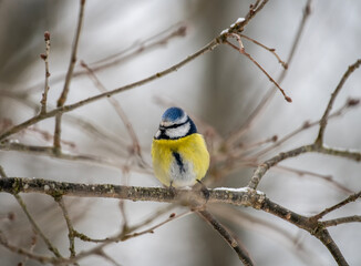 Fototapeta premium a wild and beautiful blue tit bird sits on a branch and looks out for food on a frosty winter day